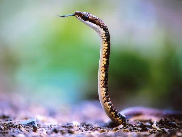 The rare snake caught in Amravati | मध्य प्रदेशातून अमरावतीपर्यंत दुर्मीळ सापाचा ट्रक प्रवास 