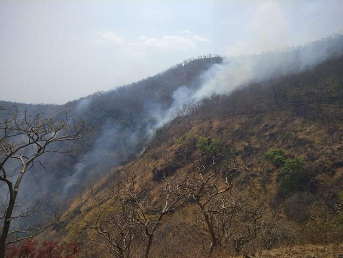Fire broke out in Melghat; A hundred hectares of forest ash in the valley of Mudki | मेळघाटात वणवा पेटला; मडकी खोऱ्यात शंभर हेक्टर जंगल राख Fire broke out in Melghat; A hundred hectares of forest ash in the valley of Mudki | मेळघाटात वणवा पेटला; मडकी खोऱ्यात शंभर हेक्टर जंगल राख