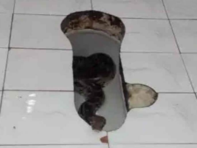 A woman has faints sighting seven feet of python in the toilet | शौचालयात ७ फुटी अजगर पाहून महिलेला आली चक्कर A woman has faints sighting seven feet of python in the toilet | शौचालयात ७ फुटी अजगर पाहून महिलेला आली चक्कर