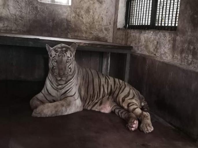 Death of 'Bajirao' White tiger in Sanjay Gandhi National Park | संजय गांधी राष्ट्रीय उद्यानातील 'बाजीराव'चा मृत्यू Death of 'Bajirao' White tiger in Sanjay Gandhi National Park | संजय गांधी राष्ट्रीय उद्यानातील 'बाजीराव'चा मृत्यू