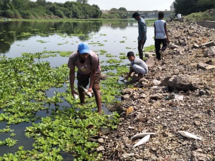 dead fish found on the river bed of indrayani | इंद्रायणी नदीच्या किनाऱ्यावर मृत माशांचा खच ; जलप्रदुषणामुळे मृत्यूची शक्यता dead fish found on the river bed of indrayani | इंद्रायणी नदीच्या किनाऱ्यावर मृत माशांचा खच ; जलप्रदुषणामुळे मृत्यूची शक्यता
