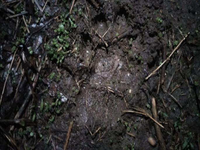 leopard seen in punes entry ponits | पुण्याच्या वेशीवर पुन्हा एकदा बिबट्याचे दर्शन leopard seen in punes entry ponits | पुण्याच्या वेशीवर पुन्हा एकदा बिबट्याचे दर्शन