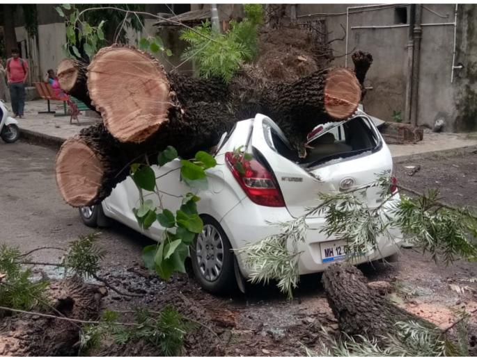 The tree fell on the car | माेटारीवर पडले झाड ; गाडीचे माेठे नुकसान The tree fell on the car | माेटारीवर पडले झाड ; गाडीचे माेठे नुकसान