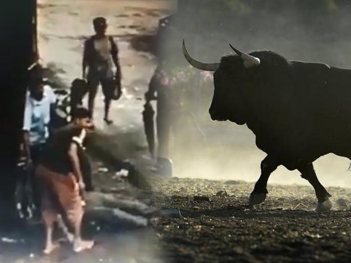 Bull attacked on student in Powai | पवईत विद्यार्थ्याला दिली बैलाने धडक Bull attacked on student in Powai | पवईत विद्यार्थ्याला दिली बैलाने धडक