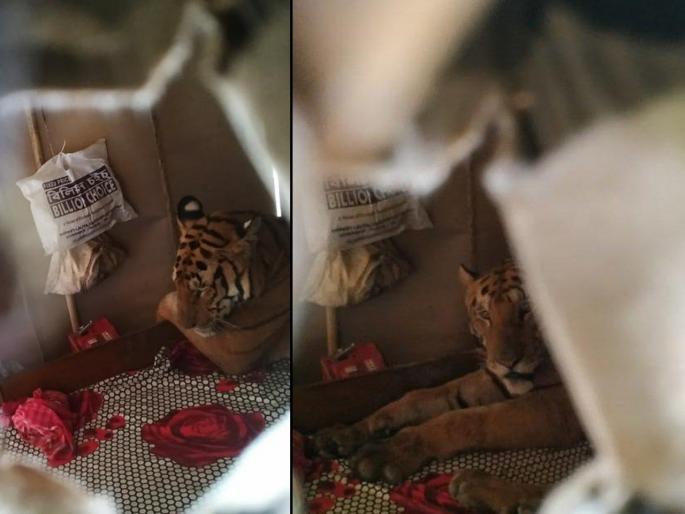 Assam Floods Bengal Tiger found sitting on a bed in a house in flood hit Harmati area of Kaziranga | Assam Floods : ...अन् आश्रय घेण्यासाठी चक्क बेडरुममध्ये शिरले वाघोबा Assam Floods Bengal Tiger found sitting on a bed in a house in flood hit Harmati area of Kaziranga | Assam Floods : ...अन् आश्रय घेण्यासाठी चक्क बेडरुममध्ये शिरले वाघोबा