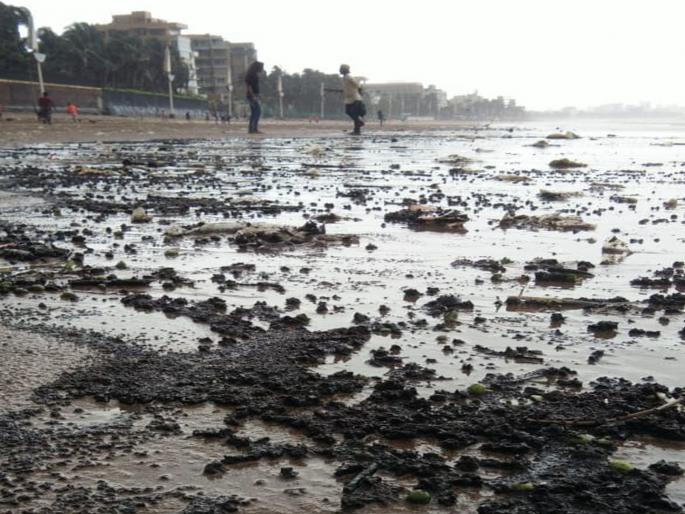 Oil tar ball was transported on Juhu Beach | जुहू बीचवर भरतीत वाहून आले ऑइल टार बॉल Oil tar ball was transported on Juhu Beach | जुहू बीचवर भरतीत वाहून आले ऑइल टार बॉल