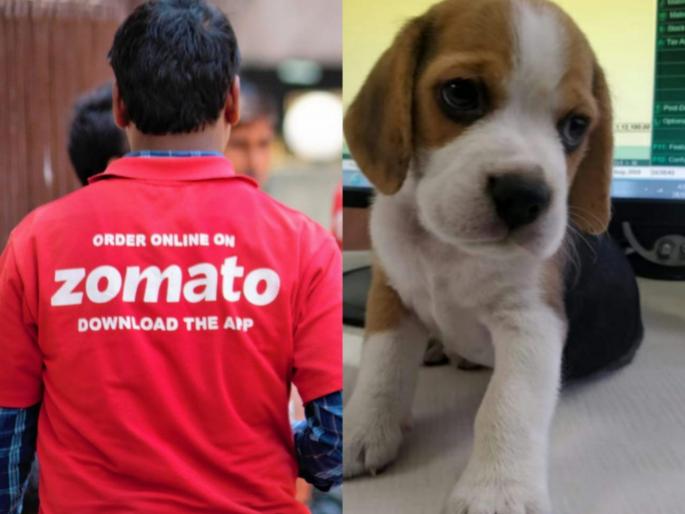 Food delivery boy kidnapped dog; Complaint of a woman in Pune | फुड डिलिव्हरी बाॅयने कुत्र्याचे केले अपहरण ; पुण्यातील महिलेची तक्रार Food delivery boy kidnapped dog; Complaint of a woman in Pune | फुड डिलिव्हरी बाॅयने कुत्र्याचे केले अपहरण ; पुण्यातील महिलेची तक्रार