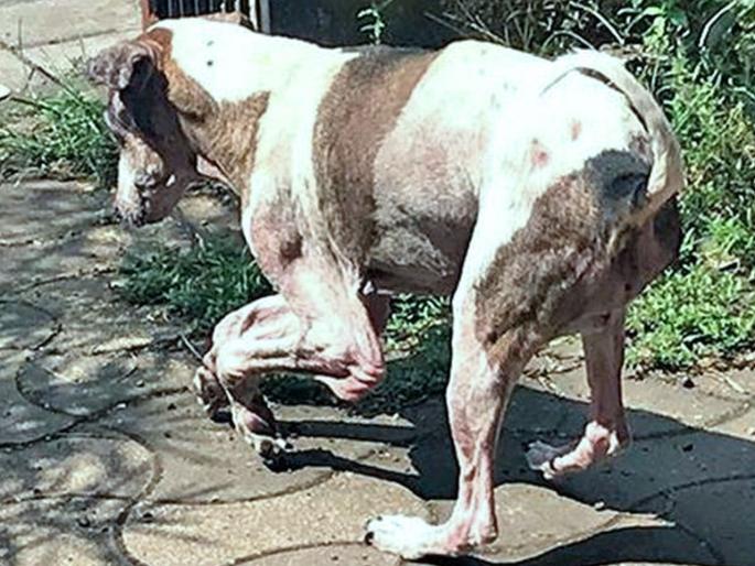 FIR Filed against watchman who killed a dog | क्रूरतेचा कळस! कुत्र्याला मरेपर्यंत मारणाऱ्या वॉचमनविरोधात गुन्हा दाखल FIR Filed against watchman who killed a dog | क्रूरतेचा कळस! कुत्र्याला मरेपर्यंत मारणाऱ्या वॉचमनविरोधात गुन्हा दाखल