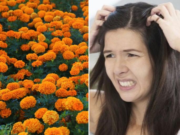 Know how to use of marigold for preventing hair problems | डोक्याला खाज येत असेल तर झेंडूच्या फुलांचा असा करा वापर Know how to use of marigold for preventing hair problems | डोक्याला खाज येत असेल तर झेंडूच्या फुलांचा असा करा वापर