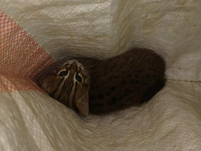 A rare tiger calf found in sugarcane fields | उसाच्या शेतात सापडला दुर्मिळ वाघाटी जातीचा बछडा ; गावकऱ्यांनी केली सुटका A rare tiger calf found in sugarcane fields | उसाच्या शेतात सापडला दुर्मिळ वाघाटी जातीचा बछडा ; गावकऱ्यांनी केली सुटका