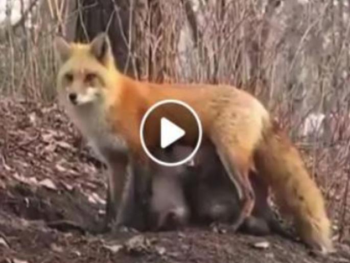When the fox Breastfeeding Koala, Know The Truth About Viral Video | जेव्हा कोल्हीण कोआलाच्या पिल्लांना दूध पाजते, जाणून घ्या व्हायरल व्हिडीओचं सत्य When the fox Breastfeeding Koala, Know The Truth About Viral Video | जेव्हा कोल्हीण कोआलाच्या पिल्लांना दूध पाजते, जाणून घ्या व्हायरल व्हिडीओचं सत्य