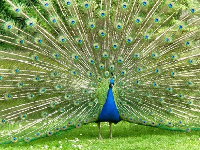 Visit chincholi in maharashtra for enjoy trip with peacocks | अख्खा दिवस मोरांसोबत घालवायचा असेल तर महाराष्ट्रातील 'या' ठिकाणाला द्या भेट, खर्चही कमी... Visit chincholi in maharashtra for enjoy trip with peacocks | अख्खा दिवस मोरांसोबत घालवायचा असेल तर महाराष्ट्रातील 'या' ठिकाणाला द्या भेट, खर्चही कमी...