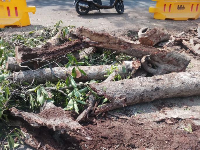 Parrot pups become homeless in mumbai-Pune highway widening work; 7 rescued out of 18 | हायवे रुंदीकरणात पोपटाची पिल्ले बेघर झाली; उपस्थितांची मने हळहळली Parrot pups become homeless in mumbai-Pune highway widening work; 7 rescued out of 18 | हायवे रुंदीकरणात पोपटाची पिल्ले बेघर झाली; उपस्थितांची मने हळहळली