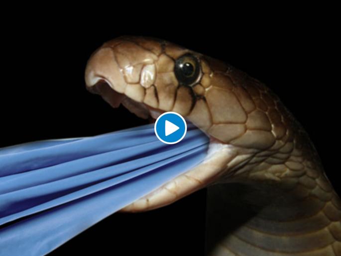 Snake eats towel in austolia on the beach myb | बापरे! सापाने गिळलेला अख्खा टॉवेल डॉक्टरांनी काढला कसा ? व्हिडीओ व्हायरल..... Snake eats towel in austolia on the beach myb | बापरे! सापाने गिळलेला अख्खा टॉवेल डॉक्टरांनी काढला कसा ? व्हिडीओ व्हायरल.....