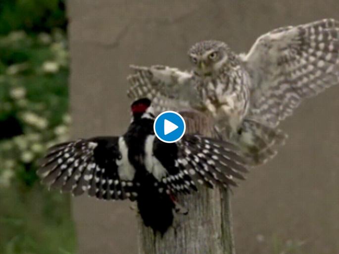 Owl stopping bird from flying tweeple relate this situation to boss watch viral | आई शप्पथ! घुबड आणि चिऊताईचा 'हा' व्हिडीओ पाहून तुम्हाला नक्की बॉसचा चेहरा आठवेल... Owl stopping bird from flying tweeple relate this situation to boss watch viral | आई शप्पथ! घुबड आणि चिऊताईचा 'हा' व्हिडीओ पाहून तुम्हाला नक्की बॉसचा चेहरा आठवेल...