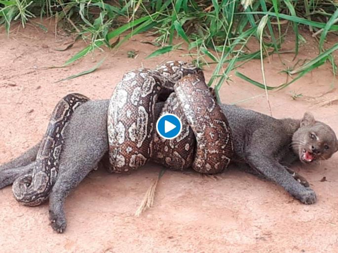 Boa constrictor wraps itself around wild cat in middle of road video myb | Video : अजगराच्या तावडीत असं काही सापडलं मांजर, बघा पुढे काय झालं... Boa constrictor wraps itself around wild cat in middle of road video myb | Video : अजगराच्या तावडीत असं काही सापडलं मांजर, बघा पुढे काय झालं...