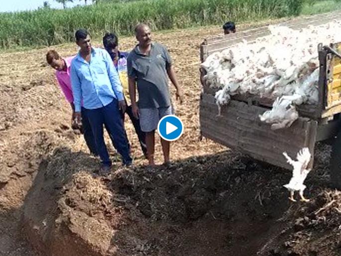Corona virus : corona virus in karnataka chicken buried in karnataka myb | Corona virus : बापरे! कोरोनाच्या भीतीने हजारो जिवंत कोंबड्या गाडल्या, व्हिडीओ व्हायरल Corona virus : corona virus in karnataka chicken buried in karnataka myb | Corona virus : बापरे! कोरोनाच्या भीतीने हजारो जिवंत कोंबड्या गाडल्या, व्हिडीओ व्हायरल