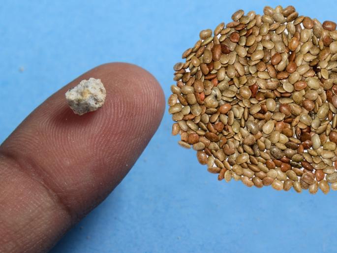 How to use horse gram water to treat kidney stone myb | किडनी स्टोनसाठी ऑपरेशन कशाला? कुळीदाच्या पाण्याचं सेवन करून समस्या होईल दूर How to use horse gram water to treat kidney stone myb | किडनी स्टोनसाठी ऑपरेशन कशाला? कुळीदाच्या पाण्याचं सेवन करून समस्या होईल दूर