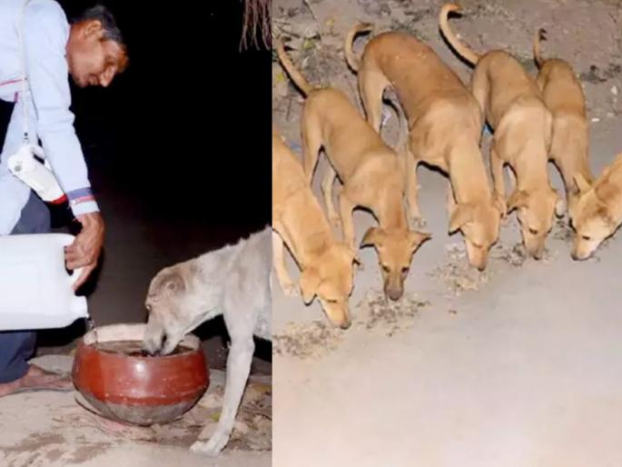Every single dog in this village of gujarat mehsana district is a crorepati myb | बाबो! इथे माणसांपेक्षा जास्त आहे कुत्र्यांची कमाई; किंमत ऐकून डोळे उघडेच राहतील....
