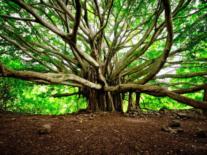 largest banyan tree in india the located in acharya jagadish chandra bose indian botanic garden myb | जगातलं सगळ्यात मोठं आहे भारतातील 'हे' झाड, जाणून घ्या २४ मीटर उंचीच्या झाडाबद्दल largest banyan tree in india the located in acharya jagadish chandra bose indian botanic garden myb | जगातलं सगळ्यात मोठं आहे भारतातील 'हे' झाड, जाणून घ्या २४ मीटर उंचीच्या झाडाबद्दल