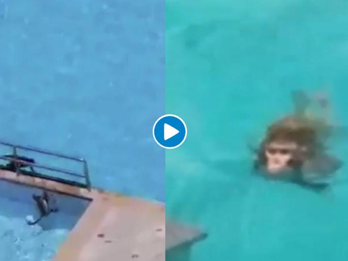 lockdown monkeys swimming in a pool video goes viral myb | लॉकडाऊनमध्ये तुम्हालाही हेवा वाटेल अशी मजा करतायत 'ही' माकडं, पहा व्हायरल व्हिडीओ lockdown monkeys swimming in a pool video goes viral myb | लॉकडाऊनमध्ये तुम्हालाही हेवा वाटेल अशी मजा करतायत 'ही' माकडं, पहा व्हायरल व्हिडीओ