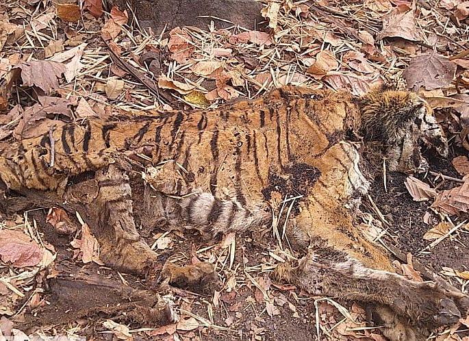 Maharashtra tiger dies in Madhya Pradesh; An inquiry into Corona's background | महाराष्ट्रातील वाघाचा मध्य प्रदेशात मृत्यू; कोरोनाच्या पार्श्वभूमीवर करणार चौकशी 