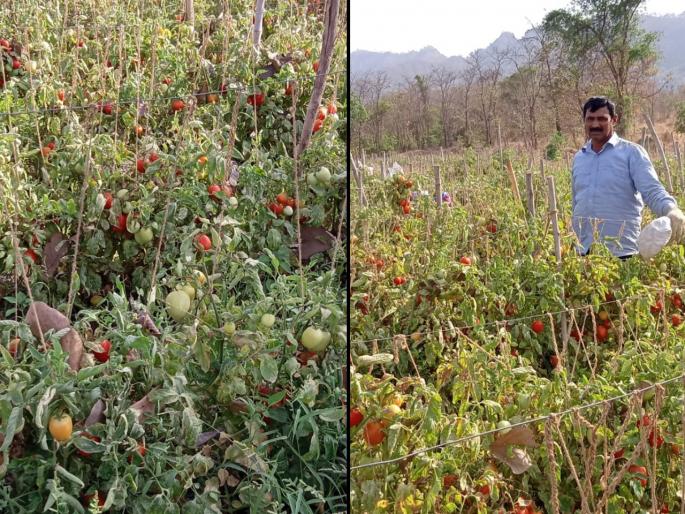 Coronavirus farmers struggle harvest sell crops during covid 19 in wada SSS | Coronavirus : कोरोनाचा शेतकऱ्यांना फटका, टोमॅटोला कवडीमोलाचा भाव Coronavirus farmers struggle harvest sell crops during covid 19 in wada SSS | Coronavirus : कोरोनाचा शेतकऱ्यांना फटका, टोमॅटोला कवडीमोलाचा भाव