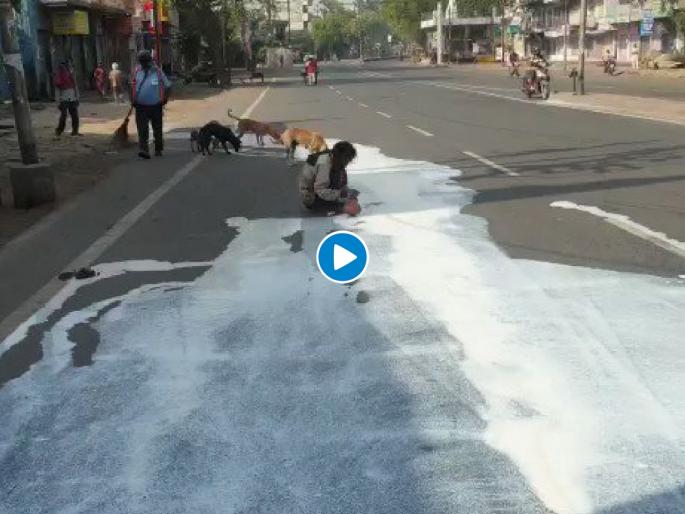 lockdwon man collect milk which fall on road from can dogs are licking that milk myb | पोट भरण्यासाठी अशीही धडपड; लॉकडाऊनमुळे आली रस्त्यावर सांडलेलं दूध प्यायची वेळ lockdwon man collect milk which fall on road from can dogs are licking that milk myb | पोट भरण्यासाठी अशीही धडपड; लॉकडाऊनमुळे आली रस्त्यावर सांडलेलं दूध प्यायची वेळ
