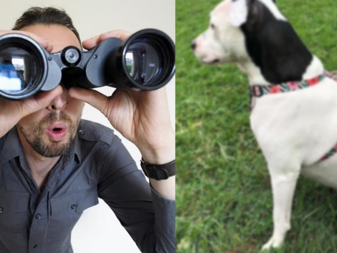 Lockdown : Trending photo can you find dog in this picture myb | घरी बसून कंटाळला असाल तर एका कुत्र्यात दुसरा कुत्रा शोधून दाखवा.... Lockdown : Trending photo can you find dog in this picture myb | घरी बसून कंटाळला असाल तर एका कुत्र्यात दुसरा कुत्रा शोधून दाखवा....