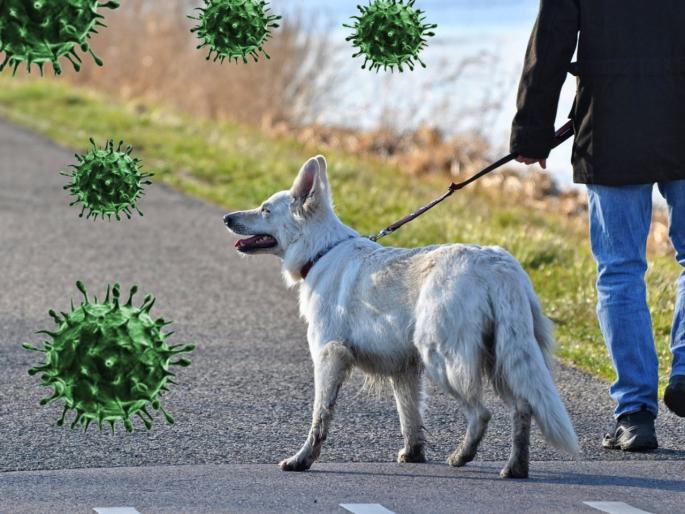 CoronaVirus : corona virus pandemic dog detect virus by smelling in britain myb | CoronaVirus : कोरोनाच्या महामारीला रोखण्यासाठी कुत्रे मदत करणार, जाणून घ्या कसे