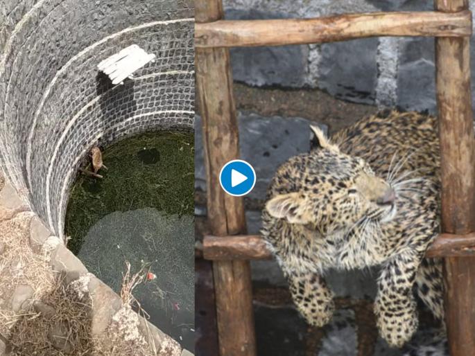 leopard rescued from well using wooden ladder pics goes viral myb | बापरे! विहीरीत अकडलेल्या बिबट्याला काढण्यासाठी केली 'अशी' आयडीया, बघा व्हायरल व्हिडीओ leopard rescued from well using wooden ladder pics goes viral myb | बापरे! विहीरीत अकडलेल्या बिबट्याला काढण्यासाठी केली 'अशी' आयडीया, बघा व्हायरल व्हिडीओ