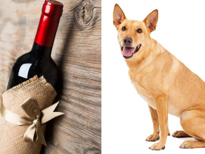 Corona virus outbreak dog doing home delivery of wine during lockdown in usa myb | CoronaVirus : खरं सांगताय की मस्करी? लॉकडाऊनमध्ये कुत्रे दारू पोहोवतायत घरोघरी... Corona virus outbreak dog doing home delivery of wine during lockdown in usa myb | CoronaVirus : खरं सांगताय की मस्करी? लॉकडाऊनमध्ये कुत्रे दारू पोहोवतायत घरोघरी...