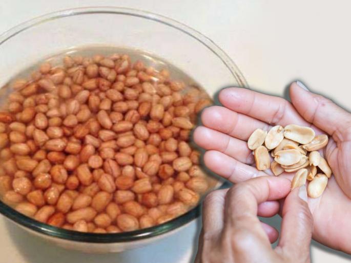 Health benefits of eating soaked peanuts in water myb | हृदयासह पचनक्रियेसाठी फायदेशीर ठरतात भिजवलेले शेंगदाणे, इतर फायदे वाचून व्हाल अवाक् Health benefits of eating soaked peanuts in water myb | हृदयासह पचनक्रियेसाठी फायदेशीर ठरतात भिजवलेले शेंगदाणे, इतर फायदे वाचून व्हाल अवाक्