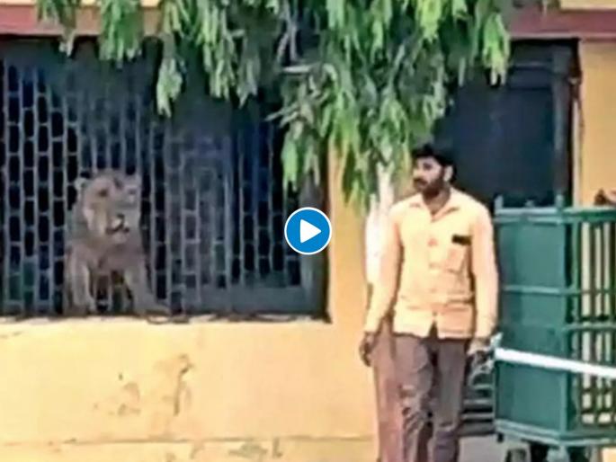 Somnath una village lion entered a primary school building viral video myb | शिकाराच्या शोधात असलेला सिंह थेट शाळेतच शिरला; मग झालं असं काही, पाहा व्हिडीओ Somnath una village lion entered a primary school building viral video myb | शिकाराच्या शोधात असलेला सिंह थेट शाळेतच शिरला; मग झालं असं काही, पाहा व्हिडीओ