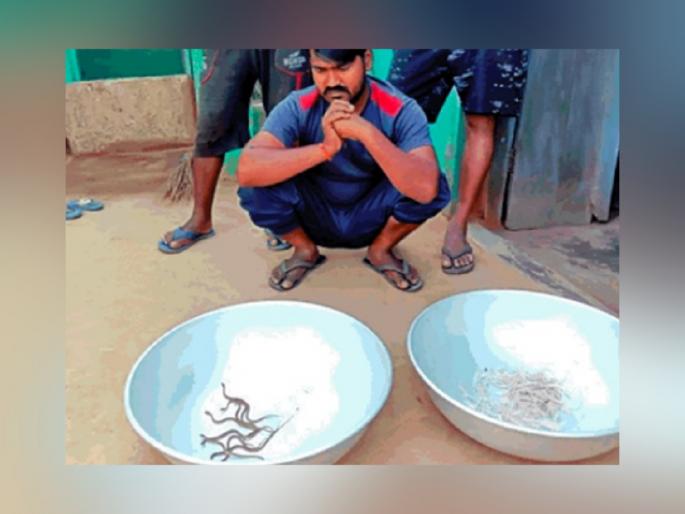 bhind 123 small snake came out from home in eight days family in panic SSS | बाप रे बाप! 8 दिवसांत घरातून निघाली सापाची तब्बल 123 पिल्ले; लोकांचा उडाला थरकाप bhind 123 small snake came out from home in eight days family in panic SSS | बाप रे बाप! 8 दिवसांत घरातून निघाली सापाची तब्बल 123 पिल्ले; लोकांचा उडाला थरकाप
