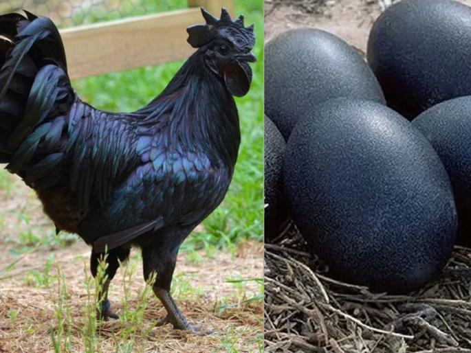 Madhya pradesh kadaknath cock robbery capture in cctv myb | बाबो... लॉकडाऊनमध्येही 'कडकनाथ' कोंबड्यांची लूट; सीसीटीव्हीत चोरटे झाले शूट Madhya pradesh kadaknath cock robbery capture in cctv myb | बाबो... लॉकडाऊनमध्येही 'कडकनाथ' कोंबड्यांची लूट; सीसीटीव्हीत चोरटे झाले शूट