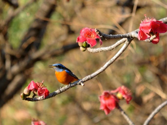 Biodiversity Day Special: Borgad, a paradise full of biodiversity SSS | जैवविविधता दिन विशेष : जैवविविधतेने नटलेले नंदनवन ‘बोरगड’  Biodiversity Day Special: Borgad, a paradise full of biodiversity SSS | जैवविविधता दिन विशेष : जैवविविधतेने नटलेले नंदनवन ‘बोरगड’