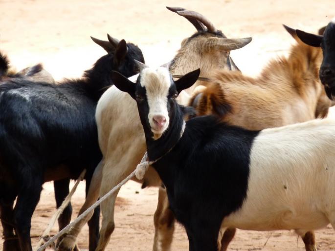 Poop of these moroccan tree goats produces expensive argan oil myb | ...म्हणे 'इथे' बकऱ्यांच्या विष्ठेने लाखो रुपये कमावतात; कसा होतो बकऱ्यांचा मालक लखपती? Poop of these moroccan tree goats produces expensive argan oil myb | ...म्हणे 'इथे' बकऱ्यांच्या विष्ठेने लाखो रुपये कमावतात; कसा होतो बकऱ्यांचा मालक लखपती?