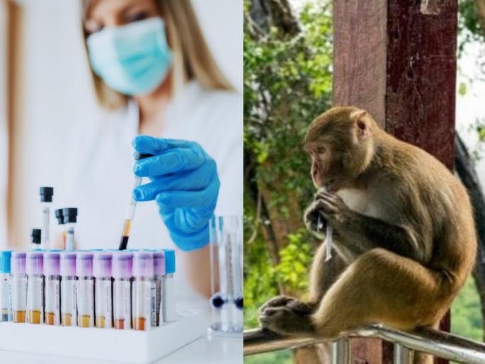 Coronavirus monkeys develop virus immunity after infection vaccine studies myb | माकडांवर कोरोनाच्या लसीच्या प्रयोगाचे सकारात्मक परिणाम, शास्त्रज्ञांना नवी आशा  Coronavirus monkeys develop virus immunity after infection vaccine studies myb | माकडांवर कोरोनाच्या लसीच्या प्रयोगाचे सकारात्मक परिणाम, शास्त्रज्ञांना नवी आशा
