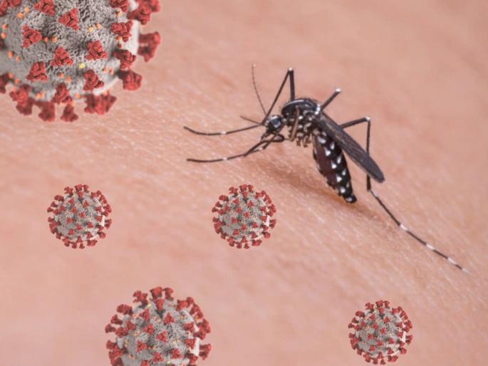 CoronaVirus News : Corona virus will be destroyed by bacteria in mosquitoes myb | 'या' डासांमधील बॅक्टेरियांमधून कोरोनाचा विषाणू होणार नष्ट; चीन आणि अमेरिकेतील तज्ज्ञांचा दावा CoronaVirus News : Corona virus will be destroyed by bacteria in mosquitoes myb | 'या' डासांमधील बॅक्टेरियांमधून कोरोनाचा विषाणू होणार नष्ट; चीन आणि अमेरिकेतील तज्ज्ञांचा दावा