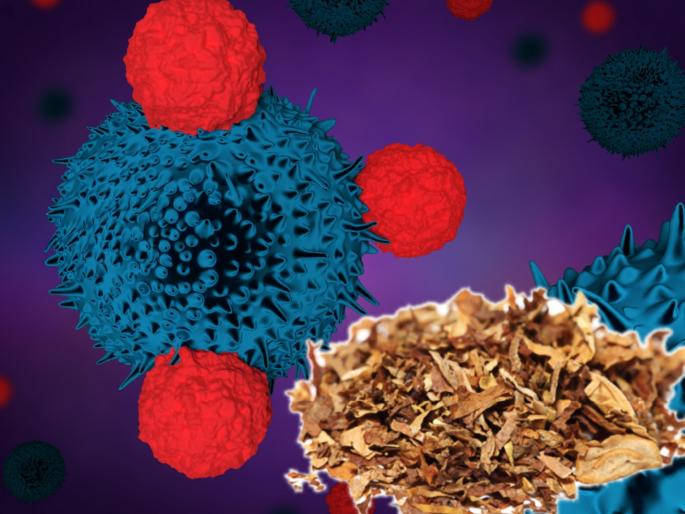 Nicotine can cause not only lung but also 9 types of cancer myb | निकोटीनमुळे फक्त फुफ्फुसांचा नाही तर ९ प्रकारच्या कॅन्सरचा असू शकतो धोका; असा करा बचाव Nicotine can cause not only lung but also 9 types of cancer myb | निकोटीनमुळे फक्त फुफ्फुसांचा नाही तर ९ प्रकारच्या कॅन्सरचा असू शकतो धोका; असा करा बचाव