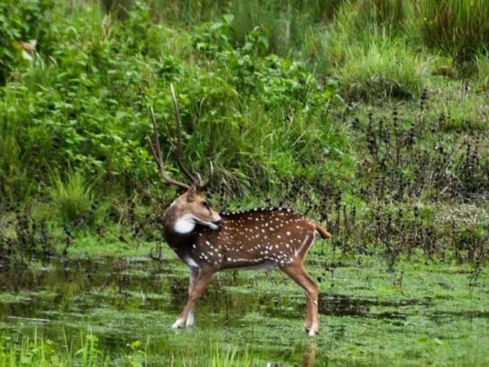 Can you spot the tiger in this viral picture myb | अहो, हरणाला काय बघताय? टक लावून पाहा अन् फोटोतील शिकारी वाघाला शोधून दाखवा