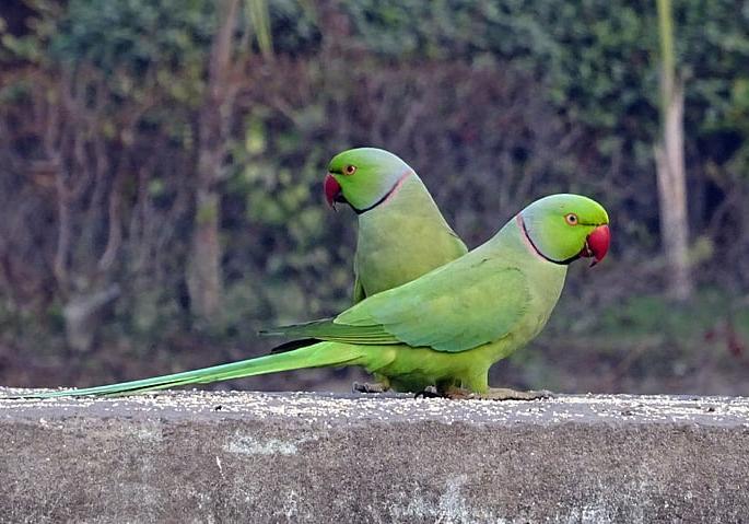 two parrots testified in police station of rajsamand SSS | काय सांगता? पोलीस ठाण्यात चक्क पोपटांनी साक्ष दिली अन् निर्णयही झाला two parrots testified in police station of rajsamand SSS | काय सांगता? पोलीस ठाण्यात चक्क पोपटांनी साक्ष दिली अन् निर्णयही झाला