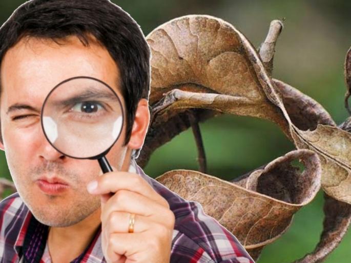 Viral picture of satanic leaf tailed lizard can you spot the lizard | झाडांच्या पानांमध्ये लपली आहे पाल; अनेकांना शोधून शोधून फुटला घाम, बघा जमतंय का? Viral picture of satanic leaf tailed lizard can you spot the lizard | झाडांच्या पानांमध्ये लपली आहे पाल; अनेकांना शोधून शोधून फुटला घाम, बघा जमतंय का?