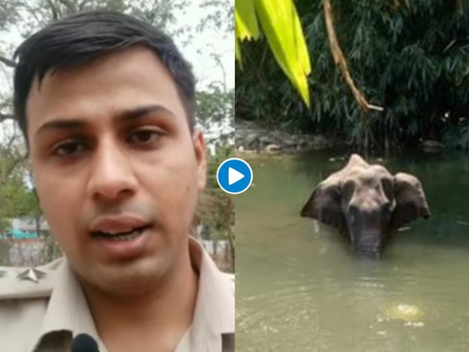 Forest officer share emotional lines for elephant killed in kerala video goes viral | इंन्सानियत के पटाकेने जबडे को उडाया!,हत्तीणीच्या मृत्यूनंतर वनअधिकाऱ्याची हृदयस्पर्शी कविता Forest officer share emotional lines for elephant killed in kerala video goes viral | इंन्सानियत के पटाकेने जबडे को उडाया!,हत्तीणीच्या मृत्यूनंतर वनअधिकाऱ्याची हृदयस्पर्शी कविता