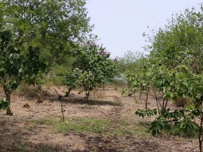 Environmental degradation is dangerous | World Environment Day : पर्यावरणाची अधोगती ठरतेय घातक Environmental degradation is dangerous | World Environment Day : पर्यावरणाची अधोगती ठरतेय घातक