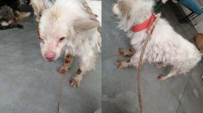 The dog was tied to a two-wheeler and taken away; Head-on incident in Delhi | कुत्र्याला टू-व्हिलरला बांधलं अन् फरफटत नेलं; दिल्लीतील डोक्यात जाणारी घटना The dog was tied to a two-wheeler and taken away; Head-on incident in Delhi | कुत्र्याला टू-व्हिलरला बांधलं अन् फरफटत नेलं; दिल्लीतील डोक्यात जाणारी घटना