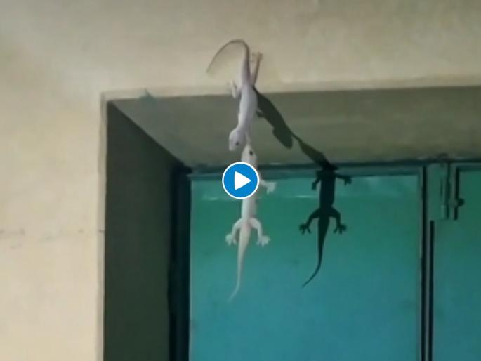 lizard holding legs of another lizard tiktok users called real friendship see viral video | Viral Video : पालीला वाचवण्याची धडपड पाहून म्हणाल; मैत्री असावी तर अशी... lizard holding legs of another lizard tiktok users called real friendship see viral video | Viral Video : पालीला वाचवण्याची धडपड पाहून म्हणाल; मैत्री असावी तर अशी...