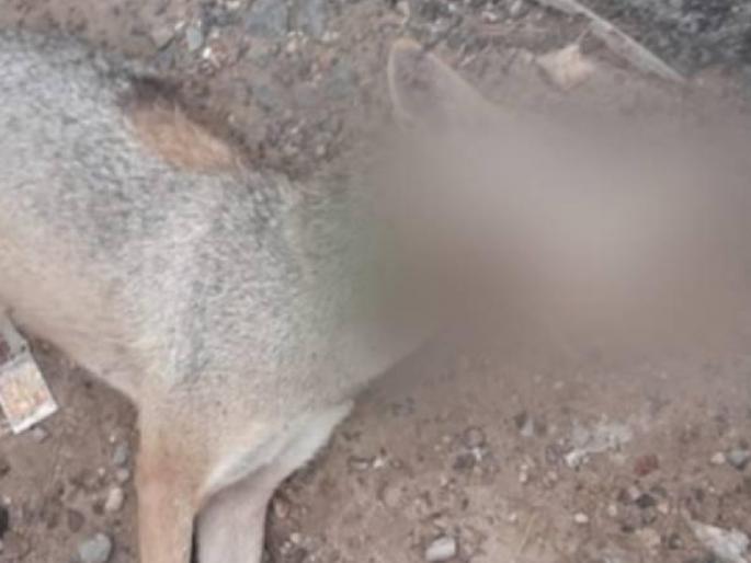 Repeated incident like killing of elephant! Jackal dies after country bomb covered in animal fat explodes in its mouth in Tamilnadu | हत्तीणीच्या हत्येची पुनरावृत्ती! कोल्ह्याला दिली स्फोटकं खायला अन् घेतला जीव Repeated incident like killing of elephant! Jackal dies after country bomb covered in animal fat explodes in its mouth in Tamilnadu | हत्तीणीच्या हत्येची पुनरावृत्ती! कोल्ह्याला दिली स्फोटकं खायला अन् घेतला जीव