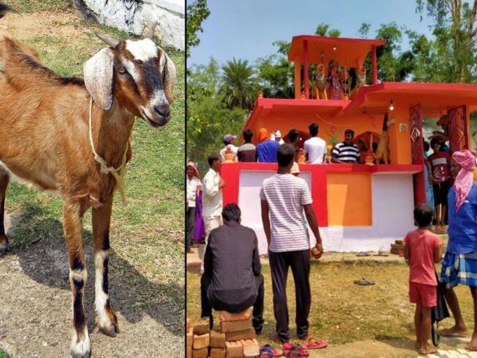 Whatever the superstition, ranchi sacrifice of 400 goats in koderma in blind faith of removing corona | असला कसला अंधविश्वास, कोरोनाला पळवण्यासाठी दिला चक्क ४०० बकऱ्यांचा बळी Whatever the superstition, ranchi sacrifice of 400 goats in koderma in blind faith of removing corona | असला कसला अंधविश्वास, कोरोनाला पळवण्यासाठी दिला चक्क ४०० बकऱ्यांचा बळी